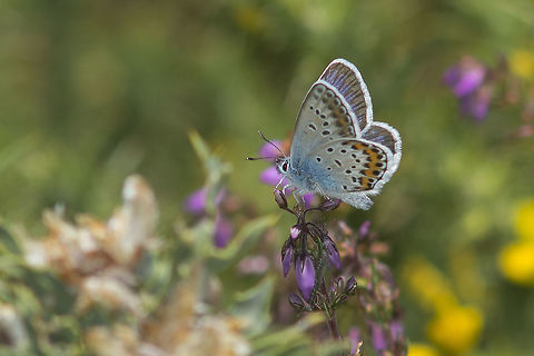 Plebejus argus Plebejus argus, commonly confused with other Polyommatinae.
Here a list of Blues to help on identification of this group of Lycaenidae butterflies:
http://www.butterfliesoffrance.com/blues_ID.htm Plebejus argus,Silver-studded Blue
