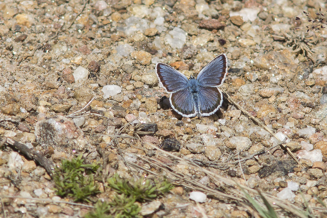Plebejus argus Plebejus argus Plebejus argus,Silver-studded Blue