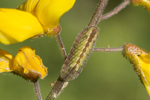 Leptotes pirithous Leptotes pirithous, larvae Lang's Short-tailed Blue,Leptotes pirithous