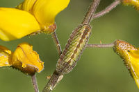 Leptotes pirithous Leptotes pirithous, larvae Lang's Short-tailed Blue,Leptotes pirithous