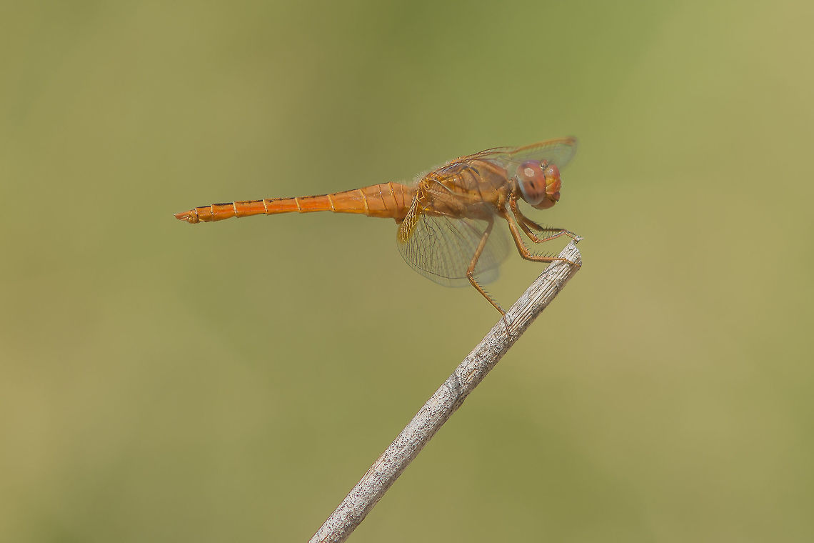 Crocothemis erythraea Crocothemis erythraea, immature male. The second generation is in place. Time to capture immature states of this libellulidae.  Crocothemis erythraea,Scarlet Darter