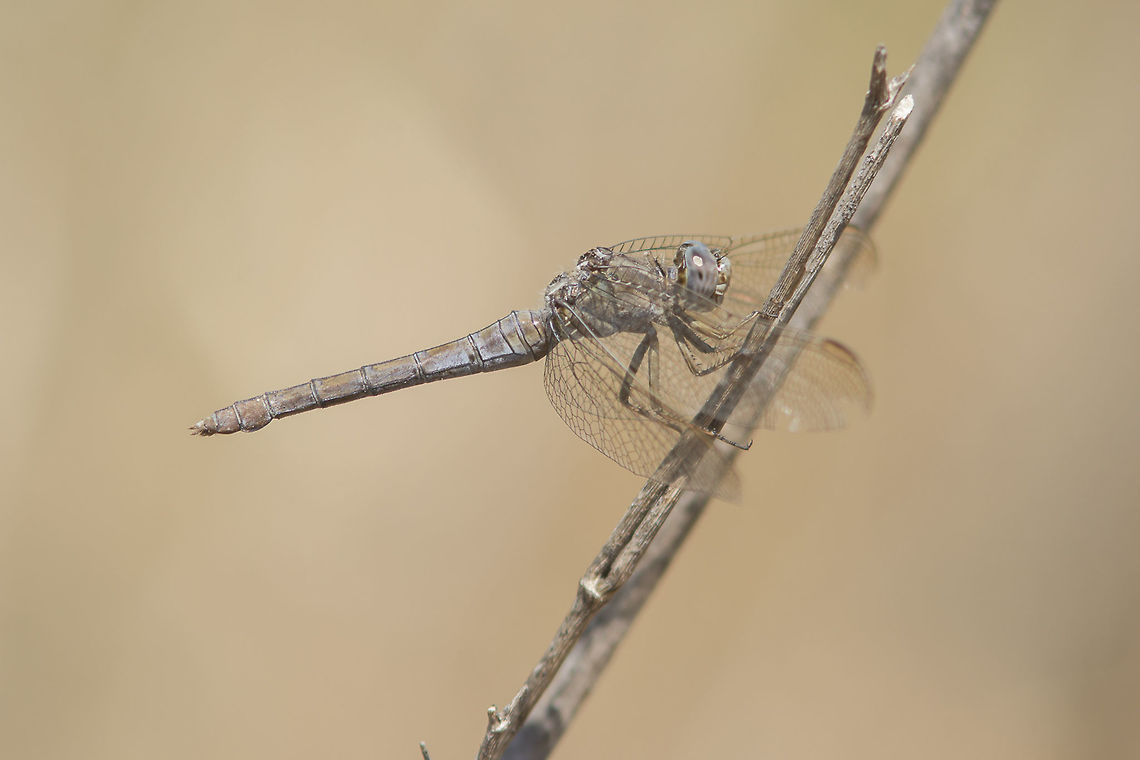 Orthetrum coerulescens Orthetrum coerulescens, old female showing its characteristic pruinosis. The end of the life cycle of a dragonfly as old as an withered branch... Keeled Skimmer,Orthetrum coerulescens
