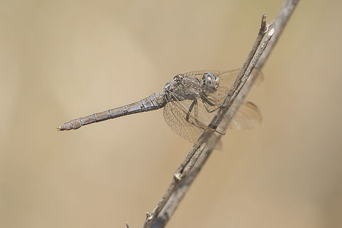Orthetrum coerulescens Orthetrum coerulescens, old female showing its characteristic pruinosis. The end of the life cycle of a dragonfly as old as an withered branch... Keeled Skimmer,Orthetrum coerulescens
