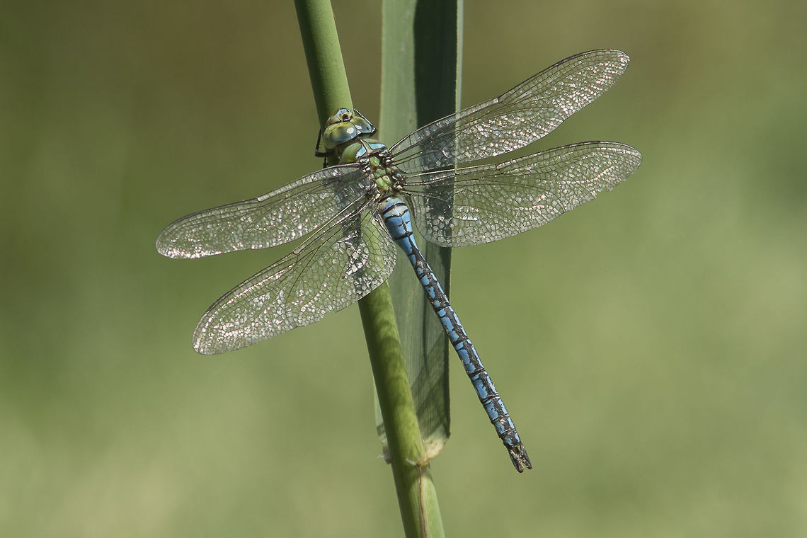 Imperial resting seat Anax imperator, male getting warm.<br />
Typical female, here:<br />
<figure class="photo"><a href="https://www.jungledragon.com/image/39412/the_empress_dragonfly.html" title="The Empress Dragonfly"><img src="https://s3.amazonaws.com/media.jungledragon.com/images/2527/39412_thumb.jpg?AWSAccessKeyId=05GMT0V3GWVNE7GGM1R2&Expires=1759968010&Signature=GA4RK9ejM9eFt41H1M9FHJHiFkI%3D" width="200" height="134" alt="The Empress Dragonfly Anax imperator, adult female. Anax imperator,Emperor Dragonfly,aeshnidae,animalia,anisoptera,biodiversity,insects,odonata" /></a></figure> Anax imperator,Emperor Dragonfly