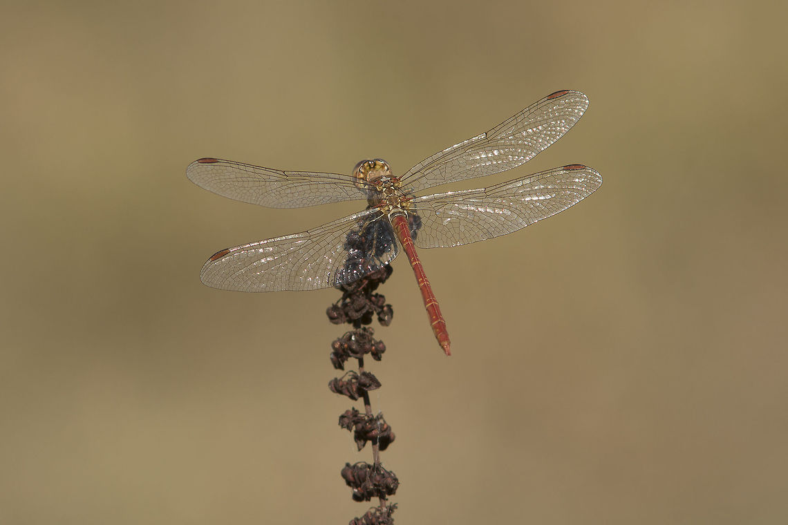 Sympetrum meridionale Sympetrum meridionale, adult male. Southern Darter,Sympetrum meridionale