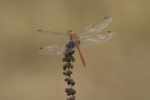 Sympetrum meridionale Sympetrum meridionale, adult male. Southern Darter,Sympetrum meridionale