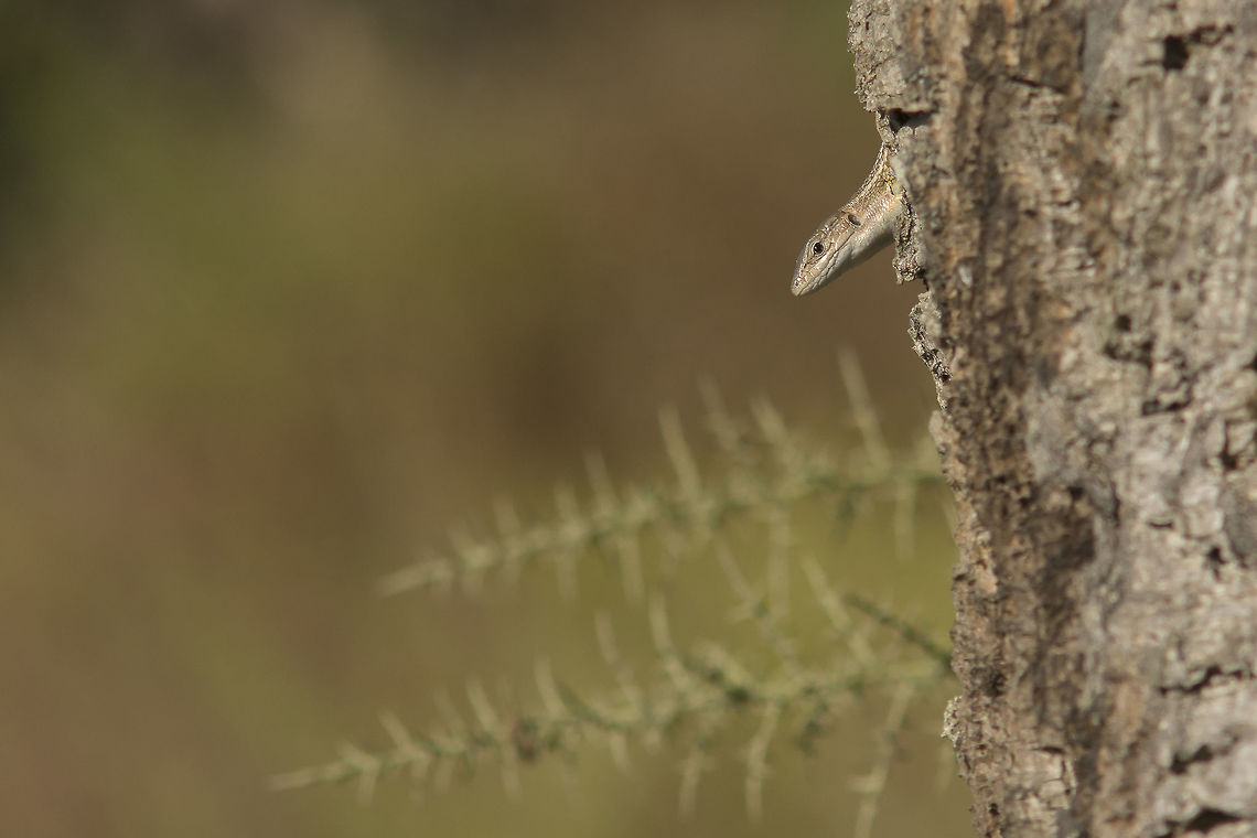 Peek-a-boo Psammodromus algirus, a female playing hide and seek ;) Large Psammodromus,Psammodromus algirus