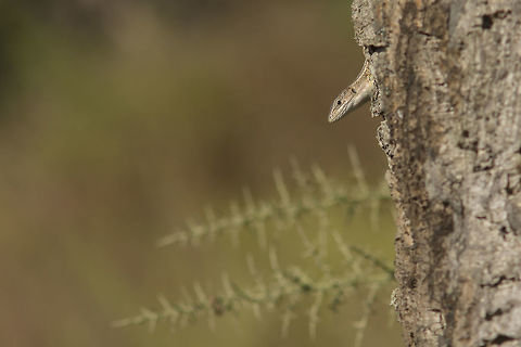Peek-a-boo Psammodromus algirus, a female playing hide and seek ;) Large Psammodromus,Psammodromus algirus