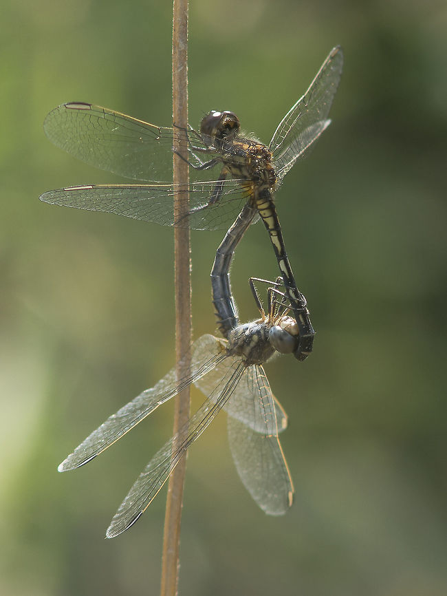 Diplacodes Diplacodes lefebvrii, mating wheel. Male (and female) with its sub-adult colors. Black Percher,Diplacodes lefebvrii