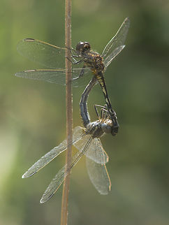 Diplacodes Diplacodes lefebvrii, mating wheel. Male (and female) with its sub-adult colors. Black Percher,Diplacodes lefebvrii
