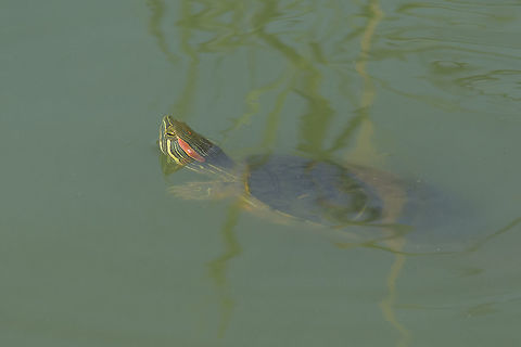 Trachemys scripta elegans Trachemys scripta elegans, Exotic for the portuguese territory.  Red-eared slider,Trachemys Scripta Elegans,Trachemys scripta elegans
