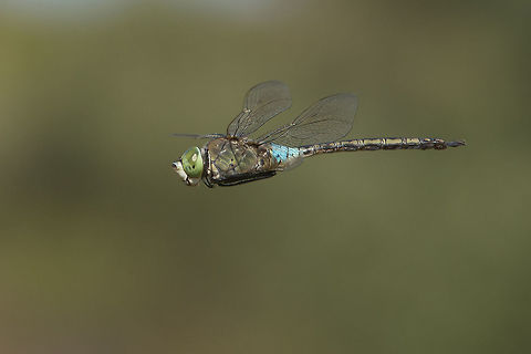 One year later Anax parthenope, adult male in flight. In the same place where I found them last year, there they were returning to the waters to engage into reproductive mode. During the last afternoon I've numbered more than 20 males on patrol, and no females. The pressure for reproduction will bring females near the water. The pressure for reproduction will raise significantly the number of individuals on the lagoon. And not only for this aeshnidae, also for A. imperator, here the great competitor, and so many other libellulidae... Crocothemis erythraea, Trithemis annulata, Brachythemis impatita, Sympetrum fonscolombii, Orthetrum chrysostigma... In flight mode is now on! ;)

Last year's memory: https://www.jungledragon.com/image/33086/anax_parthenope.html Anax parthenope,Lesser emperor