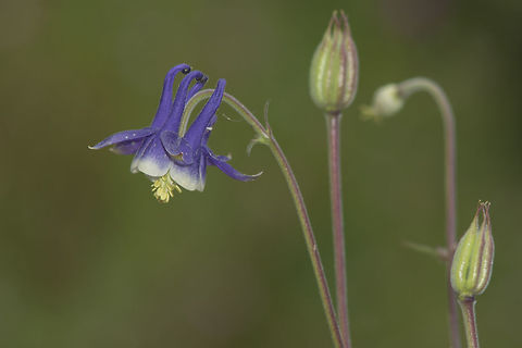 Aquilegia vulgaris Aquilegia vulgaris Aquilegia vulgaris,European Columbine