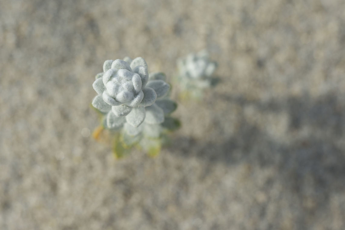 Otanthus maritimus Otanthus maritimus Cotton weed plant,Otanthus maritimus