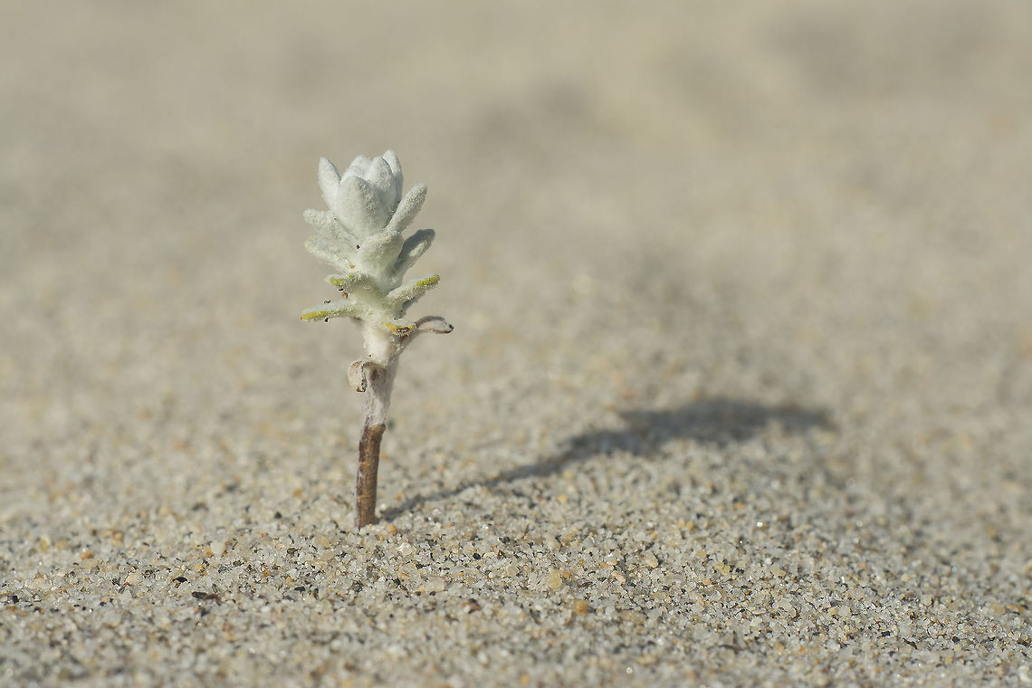 Otanthus maritimus Otanthus maritimus Cotton weed plant,Otanthus maritimus