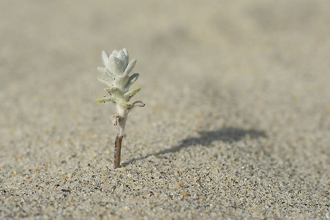 Otanthus maritimus Otanthus maritimus Cotton weed plant,Otanthus maritimus