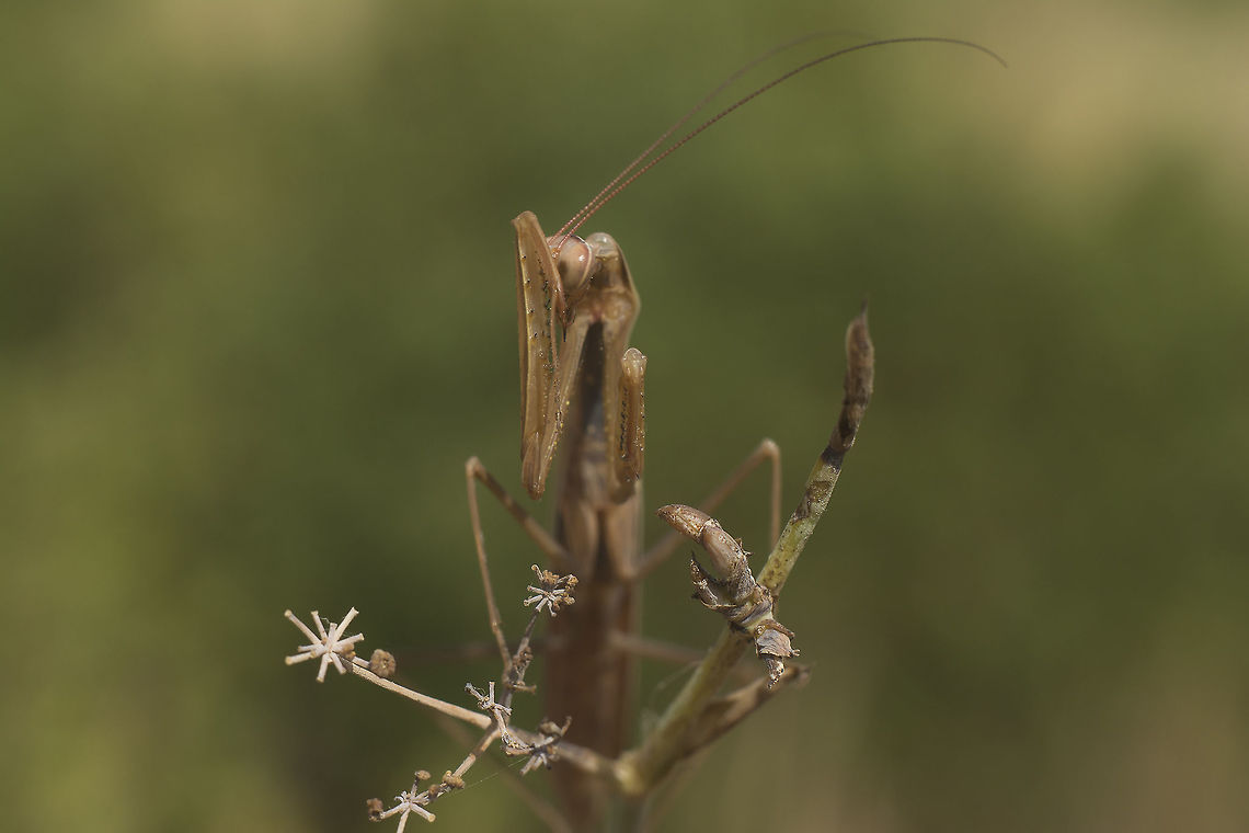 I can't even look ;) Mantis religiosa, a female in clean ups :) It's too dangerous to get in touch with this little hunters... The positions, movements, framing possibilities, are almost infinite. The worst part is the hundreds of shots every time I spot one of these. European Mantis,Mantis religiosa