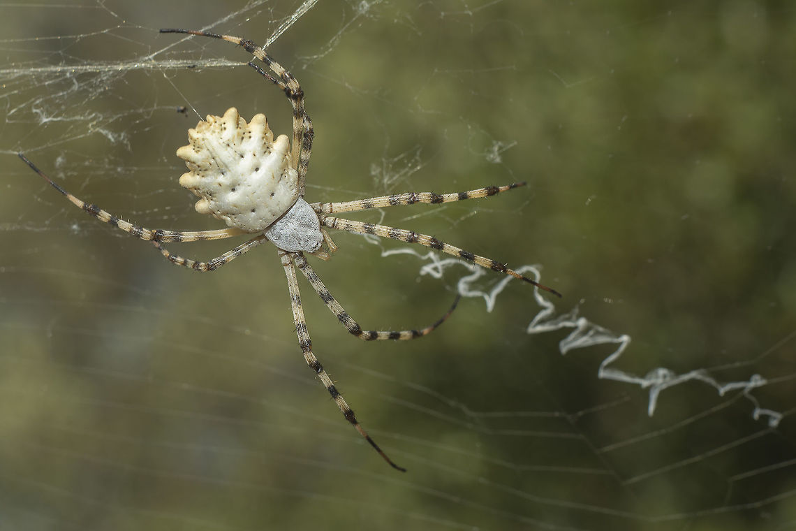Argiope lobata Argiope lobata, top view. Argiope lobata