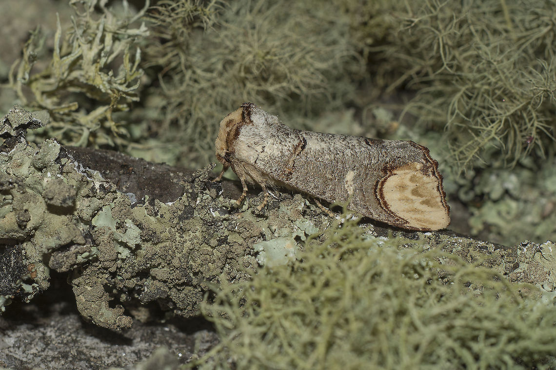 Phalera bucephala Phalera bucephala, like a little broken stick this stunning moth was attracted to a light trapping experience on a BIOBLITZ Event, for the European Researchers&#039; Night. This specimen that I placed on an improvised set was released after all the participators gazed its magnificence and beauty like to so many other creatures that appeared this night.  Buff-tip,Phalera bucephala