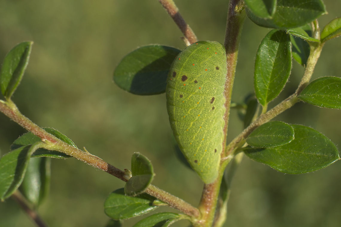 Iphiclides feisthamelii Iphiclides feisthamelii Iphiclides feisthamelii,Southern Scarce Swallowtail