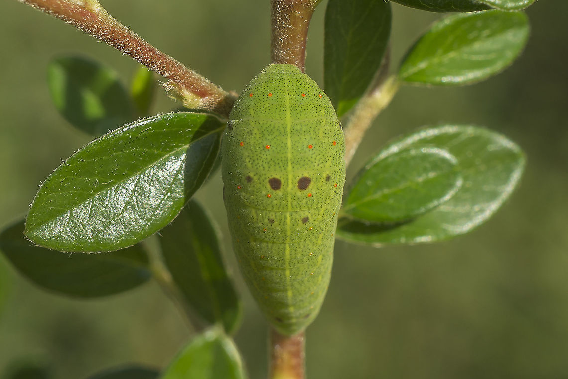 Iphiclides feisthamelii Iphiclides feisthamelii, caterpillar. Iphiclides feisthamelii,Southern Scarce Swallowtail