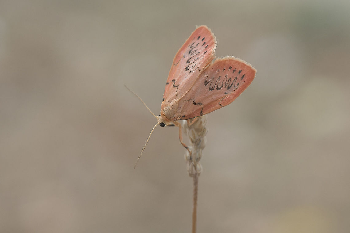 Miltochrista miniata Miltochrista miniata Miltochrista miniata,Moth Week 2018,Rosy footman