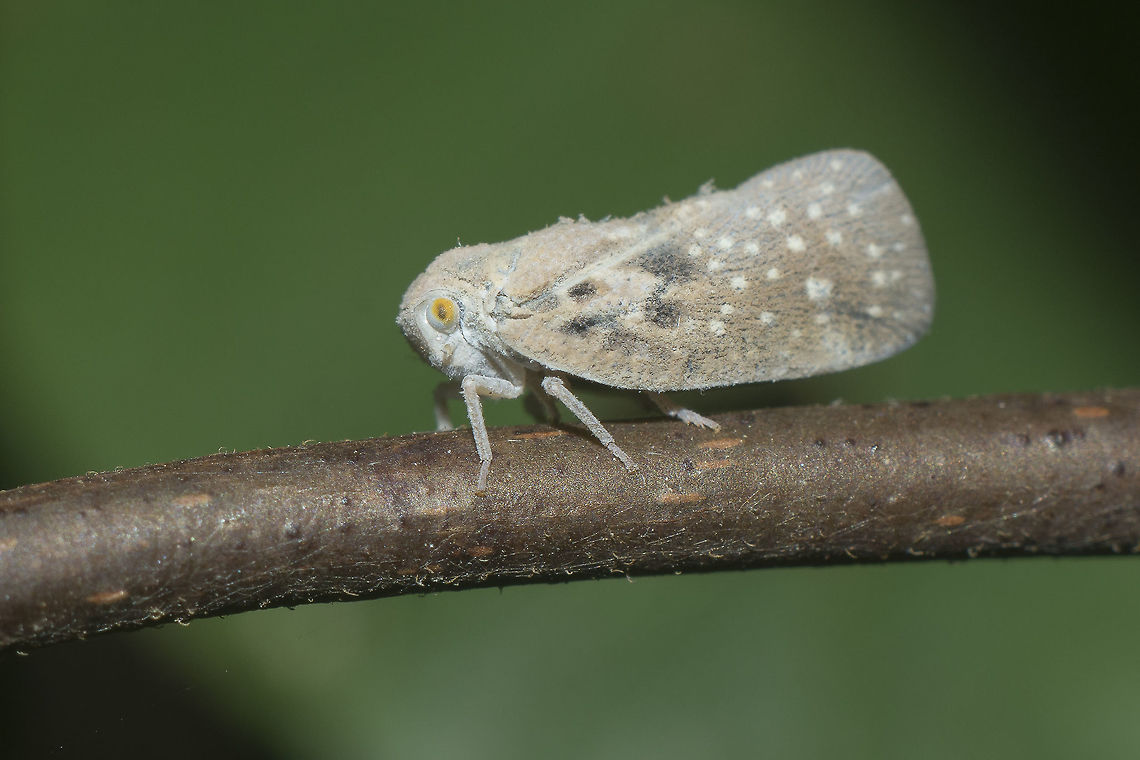 Metcalfa pruinosa Metcalfa pruinosa Citrus Flatid Planthopper,Metcalfa pruinosa