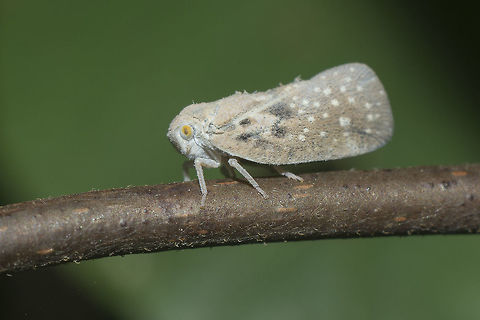 Metcalfa pruinosa Metcalfa pruinosa Citrus Flatid Planthopper,Metcalfa pruinosa