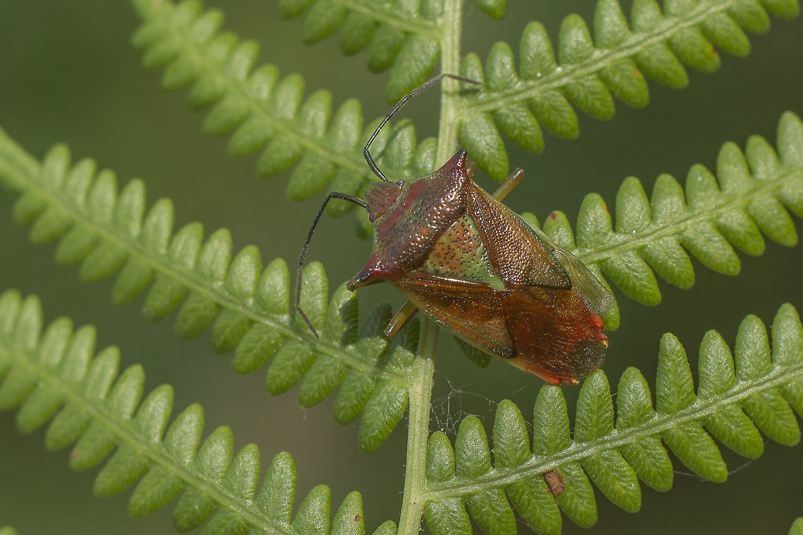 Acanthosoma haemorrhoidale Acanthosoma haemorrhoidale Acanthosoma haemorrhoidale,Hawthorn shield bug