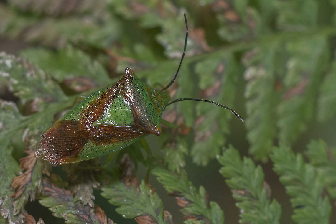 Acanthosoma haemorrhoidale Acanthosoma haemorrhoidale Acanthosoma haemorrhoidale,Hawthorn shield bug