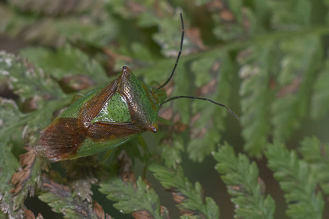 Acanthosoma haemorrhoidale Acanthosoma haemorrhoidale Acanthosoma haemorrhoidale,Hawthorn shield bug