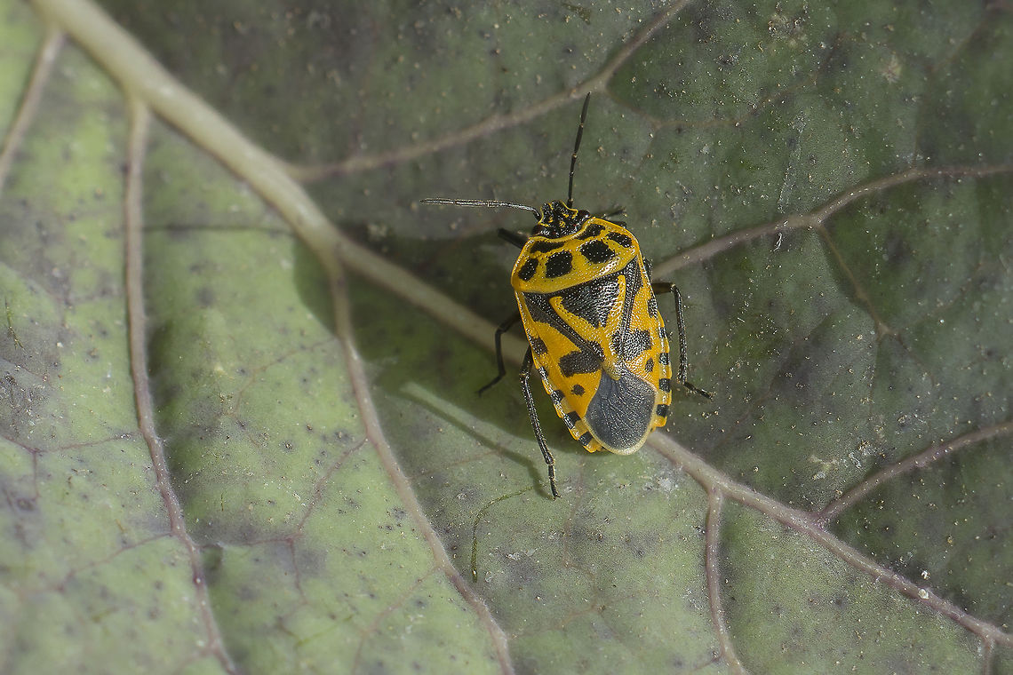 Eurydema ventralis Eurydema ventralis Eurydema ventralis,Strachiini