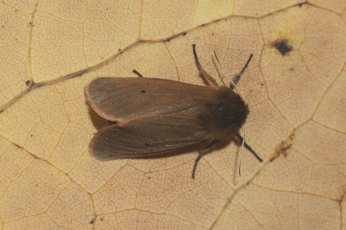 Phragmatobia fuliginosa Phragmatobia fuliginosa Phragmatobia fuliginosa,Ruby tiger