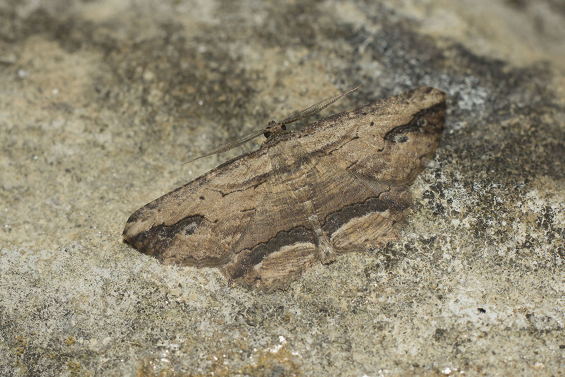 Menophra abruptaria Menophra abruptaria Menophra abruptaria