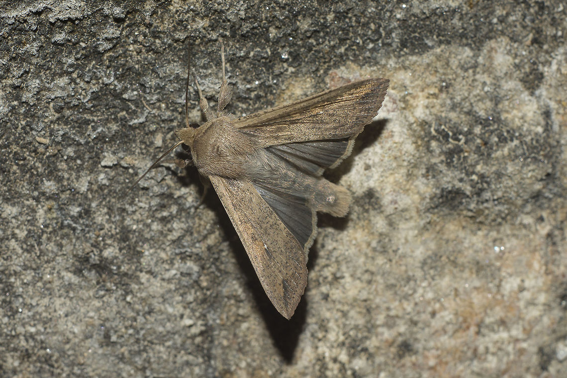 Mythimna unipuncta Mythimna unipuncta Mythimna unipuncta