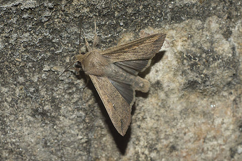 Mythimna unipuncta Mythimna unipuncta Mythimna unipuncta