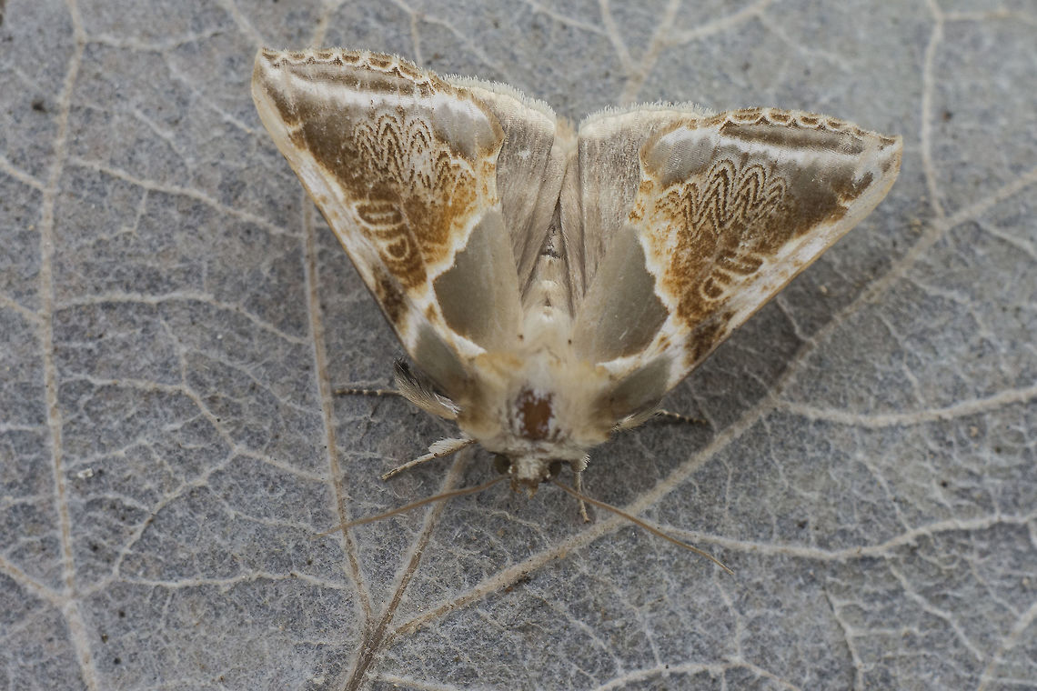 Habrosyne pyritoides Habrosyne pyritoides. Not a dazzling shot, but still is worth for a new entry.<br />
<a href="http://www.lepidoptera.eu/show.php?ID=281&amp;country=PT" rel="nofollow">http://www.lepidoptera.eu/show.php?ID=281&amp;country=PT</a> Buff arches,Habrosyne pyritoides