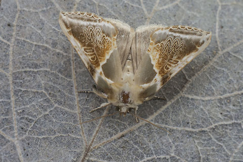 Habrosyne pyritoides Habrosyne pyritoides. Not a dazzling shot, but still is worth for a new entry.
http://www.lepidoptera.eu/show.php?ID=281&country=PT Buff arches,Habrosyne pyritoides