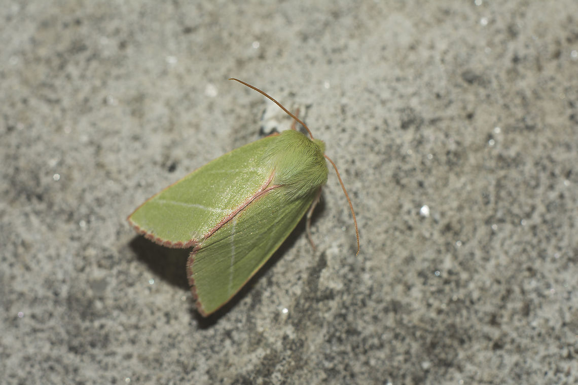 Bena bicolorana Bena bicolorana<br />
<a href="http://www.lepidoptera.eu/show.php?ID=1311&amp;country=PT" rel="nofollow">http://www.lepidoptera.eu/show.php?ID=1311&amp;country=PT</a> Bena bicolorana