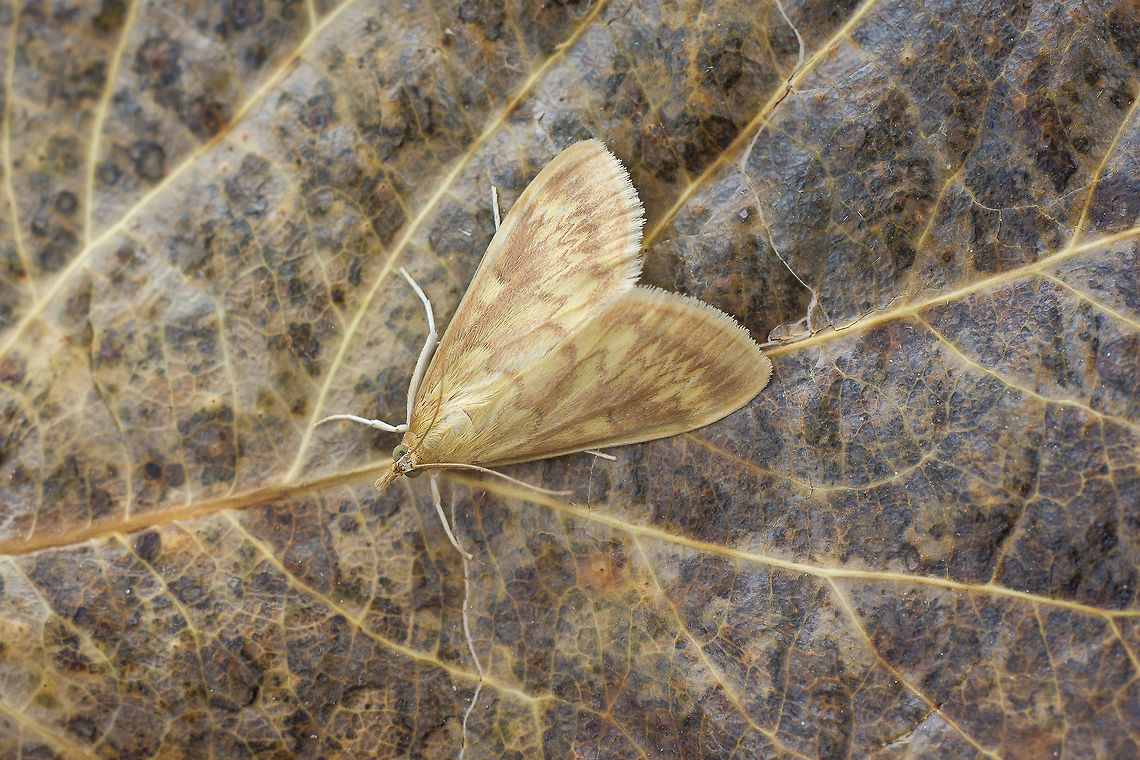 Ostrinia nubilalis Ostrinia nubilalis <br />
<a href="http://www.lepidoptera.eu/show.php?ID=1512&amp;country=PT" rel="nofollow">http://www.lepidoptera.eu/show.php?ID=1512&amp;country=PT</a> European corn borer,Moth Week 2018,Ostrinia nubilalis