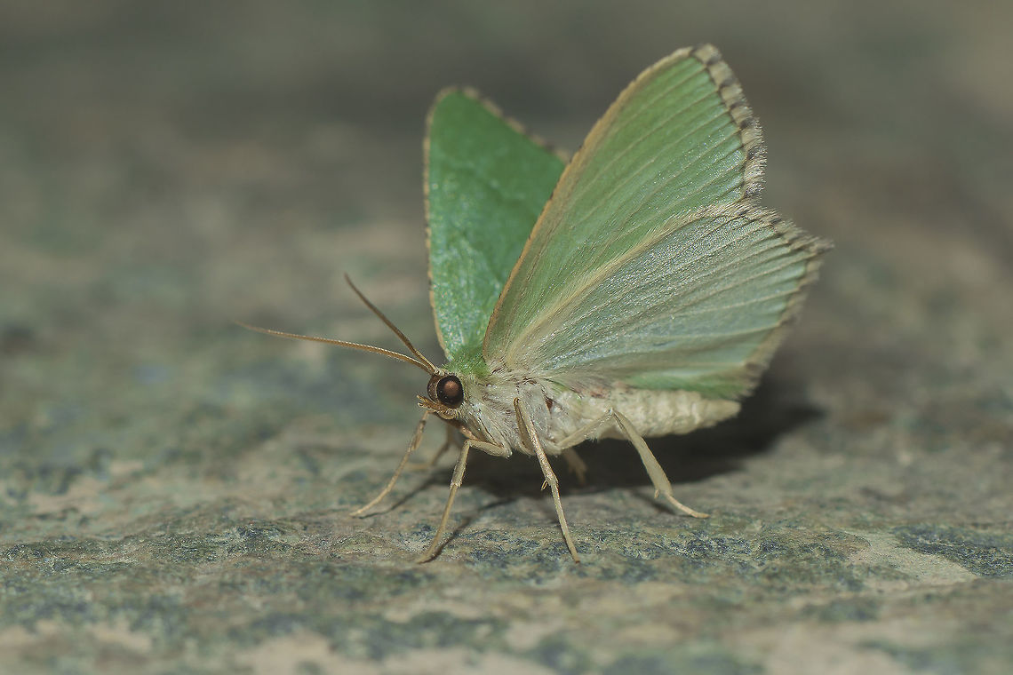 Hemithea aestivaria Hemithea aestivaria  Common Emerald,Hemithea aestivaria