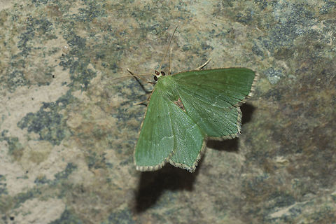 Hemithea aestivaria Hemithea aestivaria  Common Emerald,Hemithea aestivaria