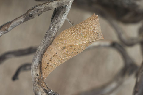 Silver thread Iphiclides feishtamelii, chrysalis. Iphiclides feishtamelii,Iphiclides feisthamelii