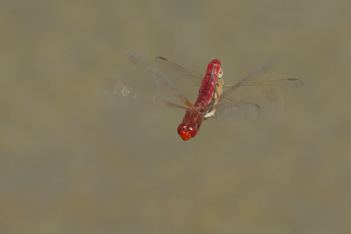 Dejá vu Crocothemis erythraea, in flight mating wheel. Crocothemis erythraea,Scarlet Darter