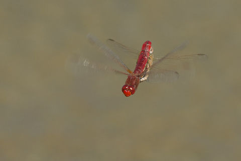 Dej&aacute; vu Crocothemis erythraea, in flight mating wheel. Crocothemis erythraea,Scarlet Darter