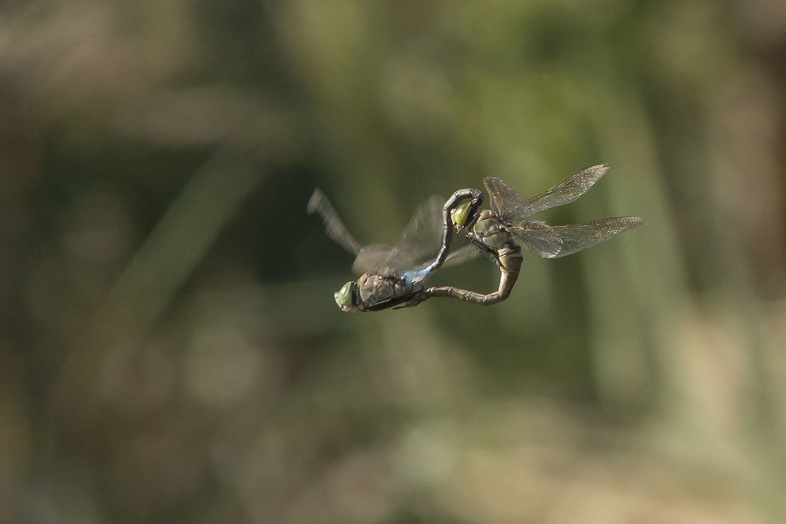 Wish upon a better background Anax parthenope, in flight mating wheel. <br />
 Anax parthenope,Lesser emperor,aeshnidae,anisoptera,dragonfly,insects,odonata