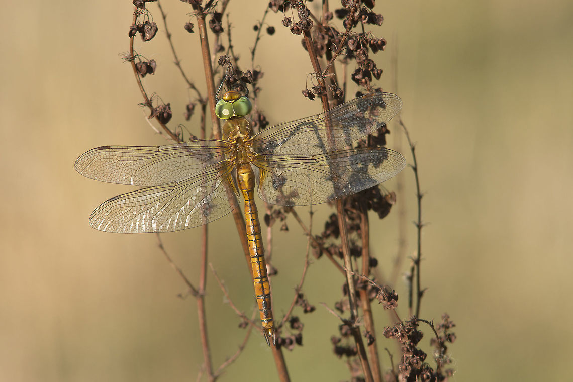 The Autumn male Aeshna isoceles, adult male. <br />
A year has passed, and this species continues their life cycle as predicted, since early spring!<br />
The same question remains, either two generations, or species resilience which can comprove summer diapause.<br />
Twelve individuals spotted, 2 females, 10 males. The species is here for Autumn! <br />
This is the only location so far, where this species can be classified as that, as an Autumnal species. Aeshna isoceles,Green-eyed hawker,aeshnidae,anisoptera,biodiversity,dragonfly,insecta,odonata