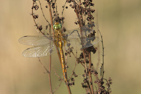 Green-eyed hawker