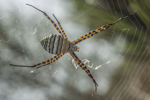 Argiope trifasciata Argiope trifasciata Argiope trifasciata
