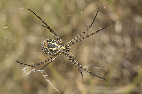 Argiope trifasciata Argiope trifasciata Argiope trifasciata